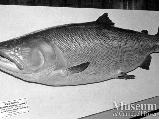 A model salmon