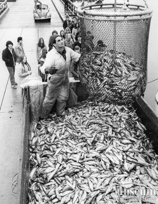 Unloading herring at the wharf in Campbell River