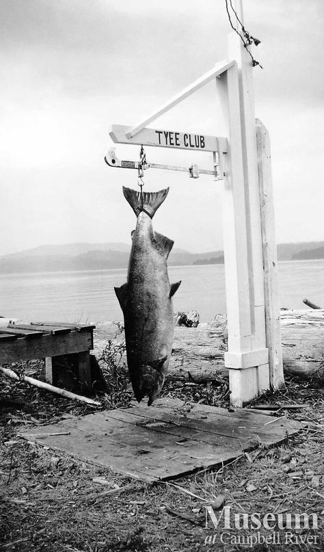 Tyee salmon on the scale